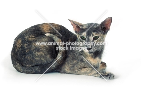 blue tortie Oriental Shorthair