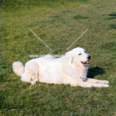 maremma sheepdog