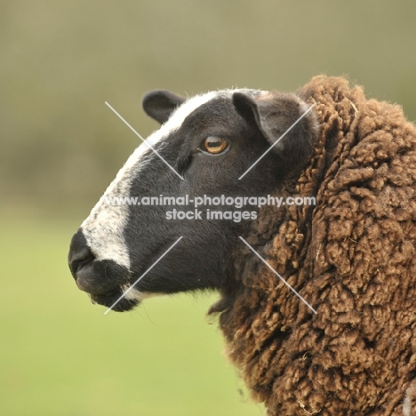 Zwarbles ewe profile