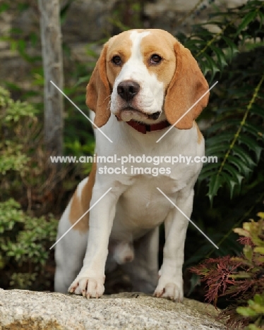 alert Beagle