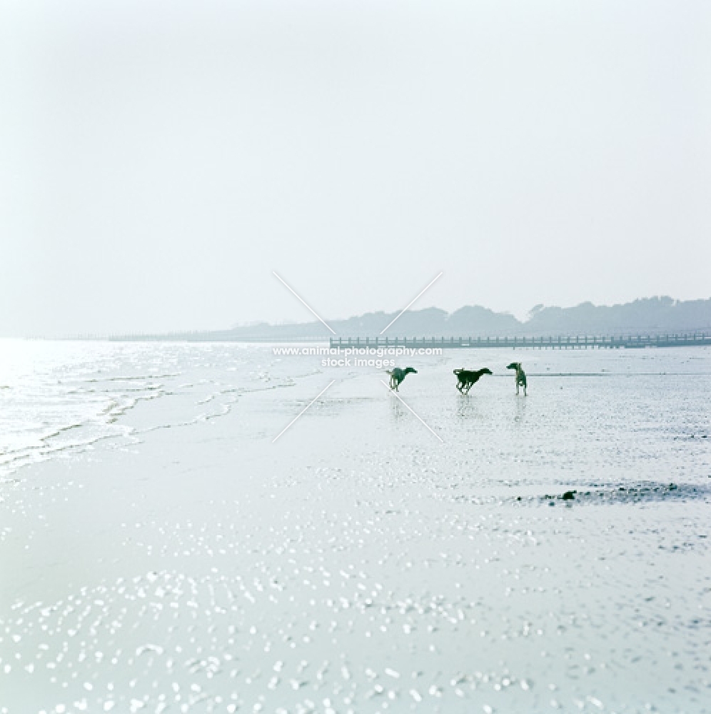three salukis from burydown playing on the beach