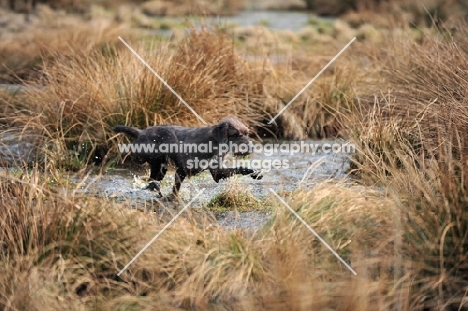 Pudelpointer in water