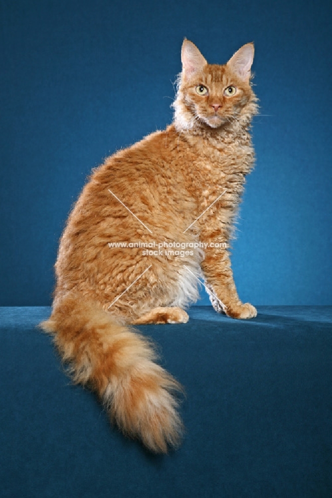 Laperm cat sitting on teal background