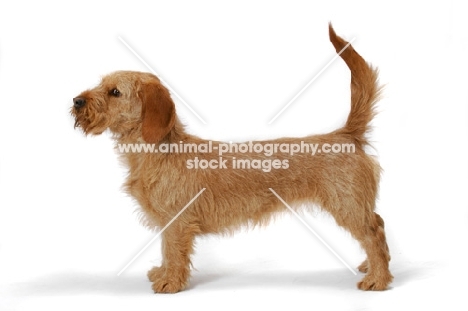 Australian Champion Basset Fauve de Bretagne, posed