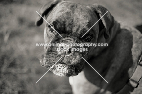 Boxer with toungue out looking up at camera