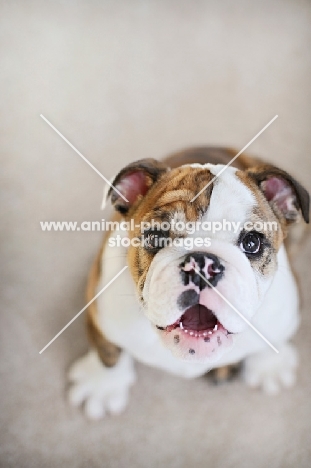 english bulldog puppy looking up