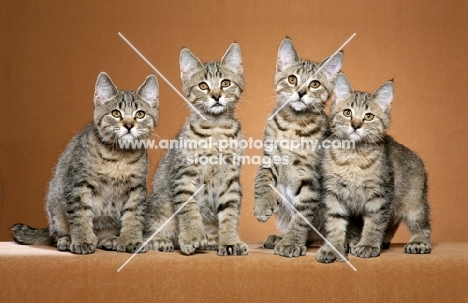 four shorthaired Pixie Bob kittens