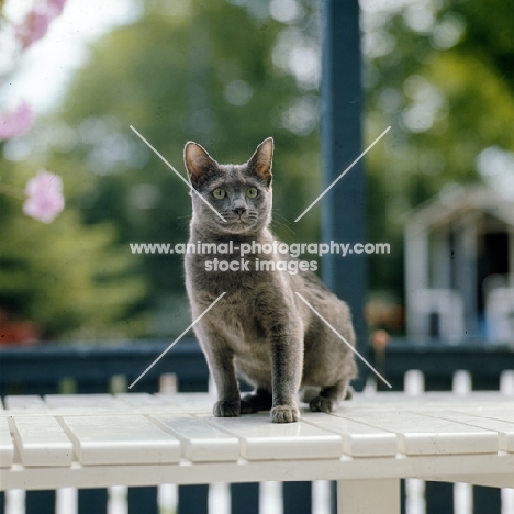 kabbarps narda, russian blue cat on table