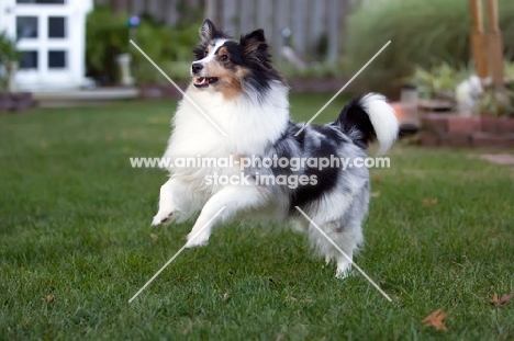 shetland sheepdog jumping