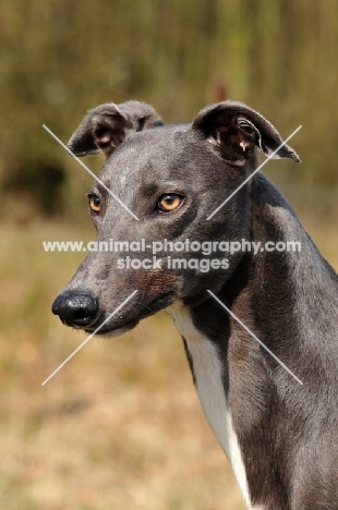 grey Greyhound