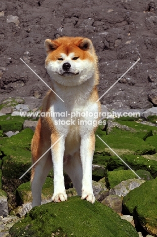 Akita on beach