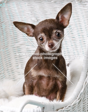 rescued Chihuahua
