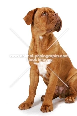 young Dogue de Bordeaux