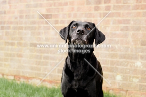 black Labrador Retriever