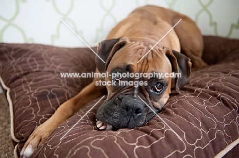 boxer lying with head down on brown dog bed