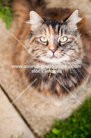 non pedigree cat looking at camera