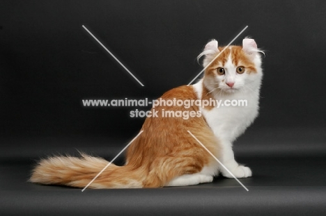 Red Mackerel Tabby & White American Curl, sitting down