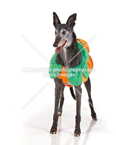 Greyhound dressed up