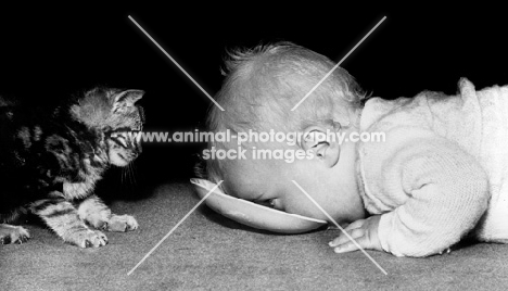 kitten looking at baby drinking from dish