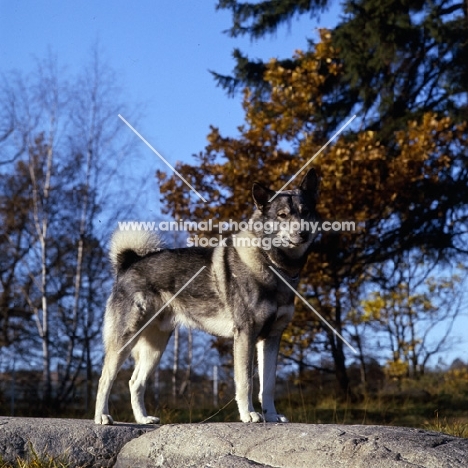 stepp, swedish elkhound standing on rock