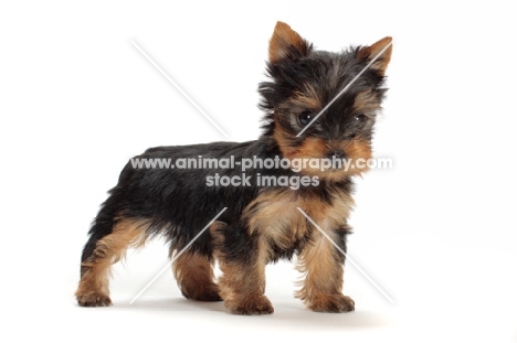Yorkshire Terrier puppy standing on white background