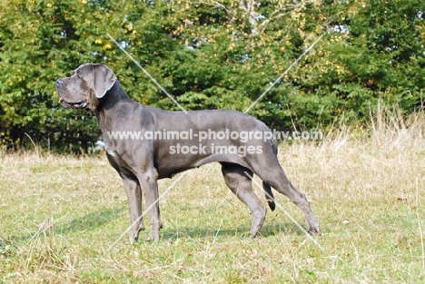 cane corso, side view on grass