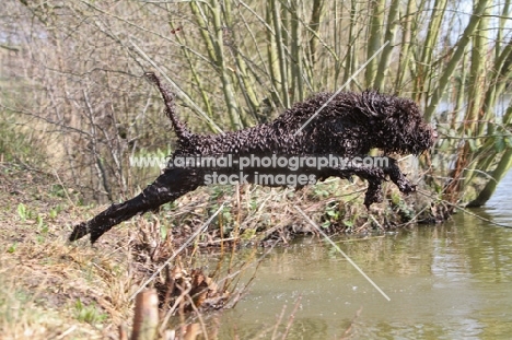 Barbet jumping into water