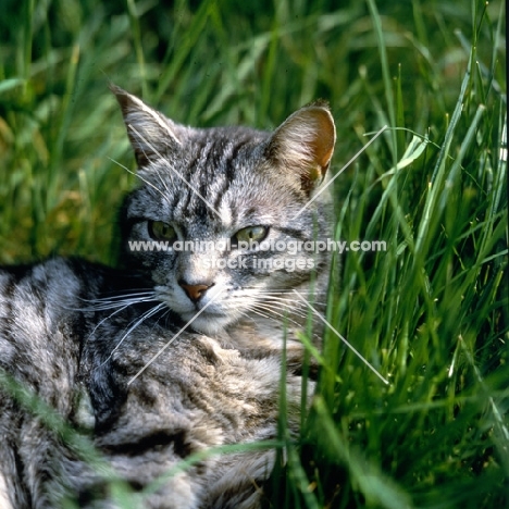 feral x cat, ben, lying up in long grass