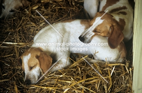 two harriers asleep at the peterborough hound show, 