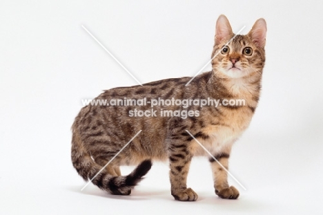 california spangled cat on white background