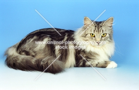 fluffy silver and white Norwegian Forest cat lying on blue background
