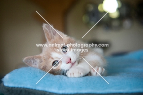 cream and white kitten lying on side