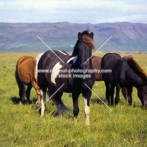 Iceland Horse at Olafsvellir