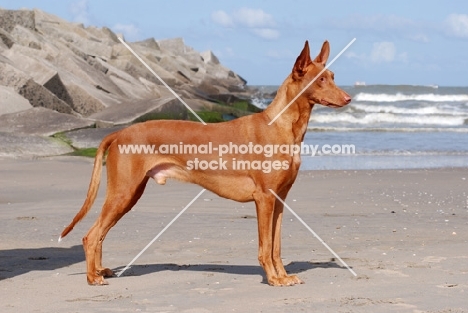 Pharaoh Hound