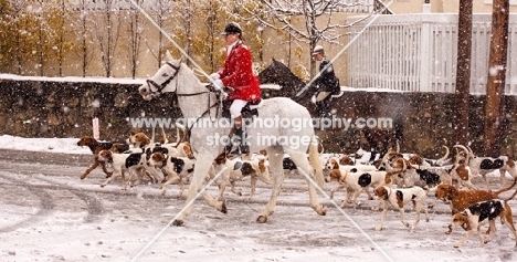 Horse and dogs ready to hunt