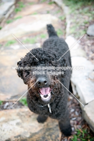 black standard poodle smiling