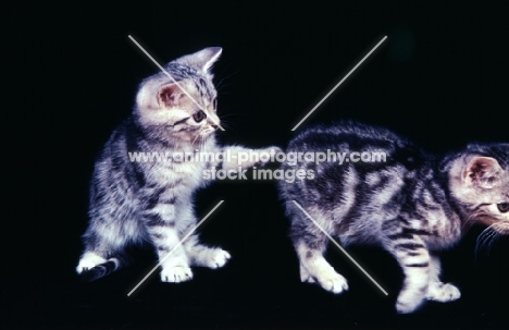 silver tabby kitten striking out at another