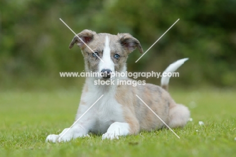 Lurcher puppy lying on grass