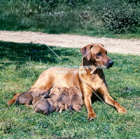rhodesian ridgeback bitch with puppies suckling