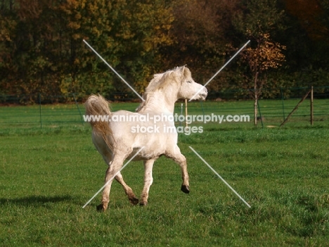 Welsh Mountain Pony (Section A) running