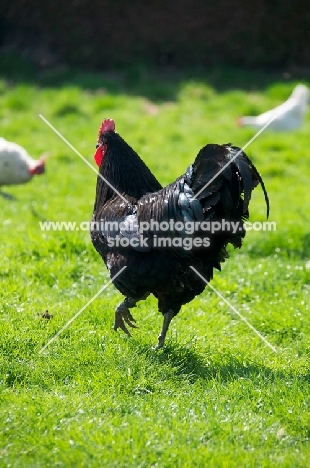 black Australorp chicken