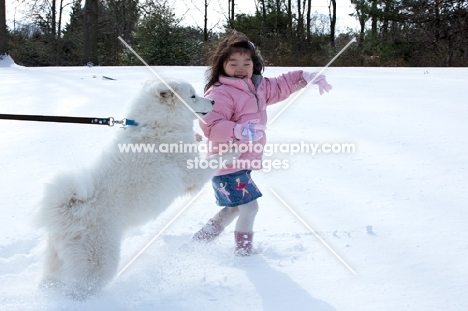 Samoyed dog jumping up at girl