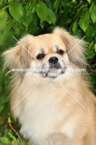 Tibetan Spaniel