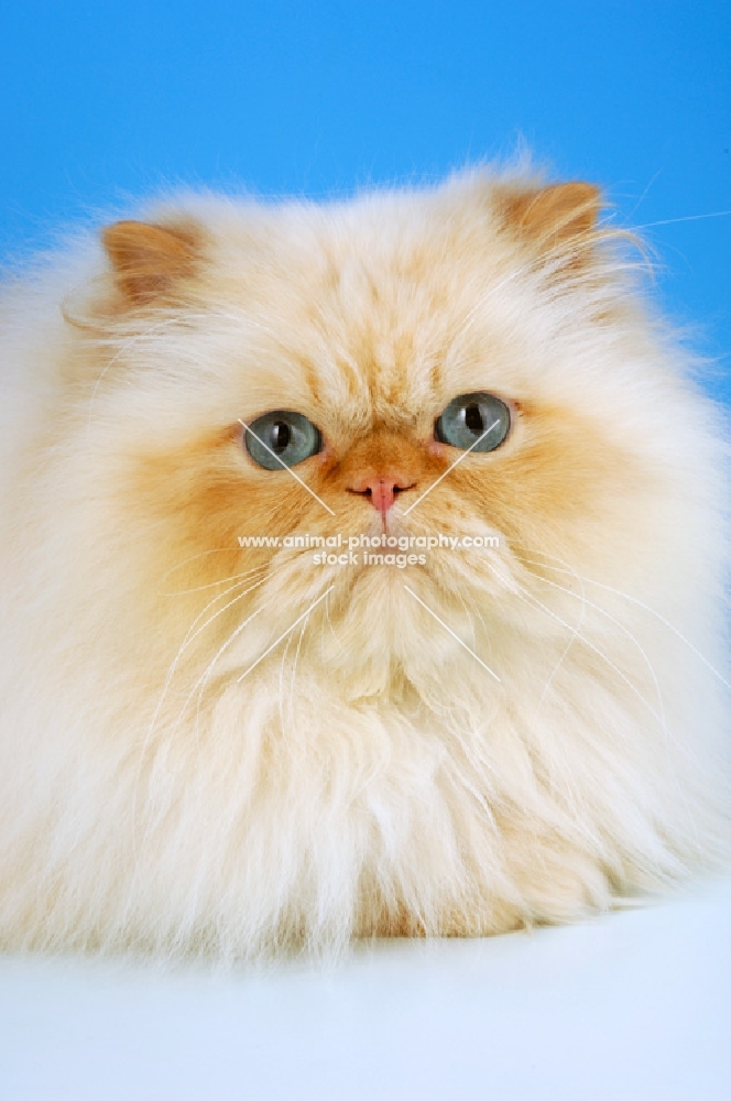 red colourpoint cat portrait, (Aka: Persian or Himalayan)
