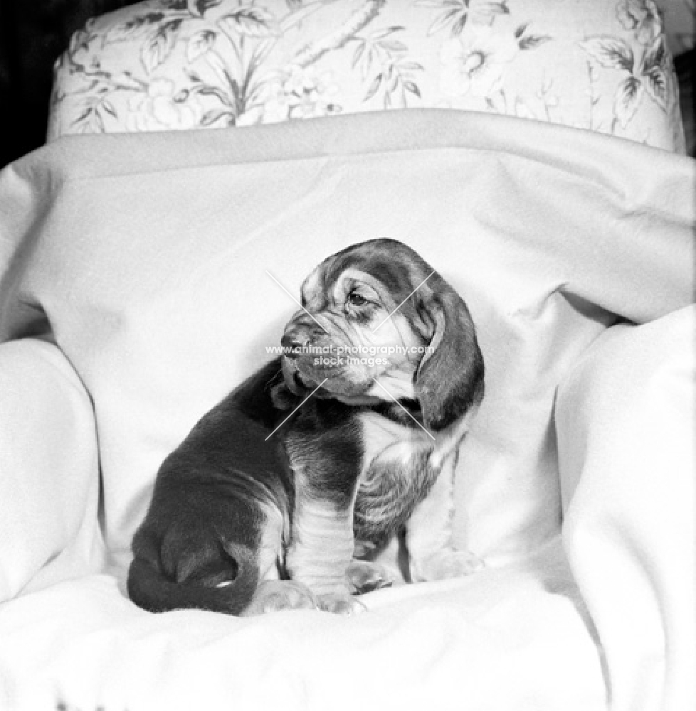 bloodhound puppy on a blanket in a chair
