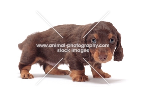Chocolate Tan coloured longhaired miniature Dachshund puppy in studio