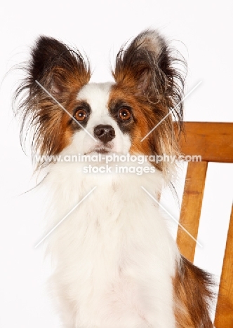 Papillon looking up