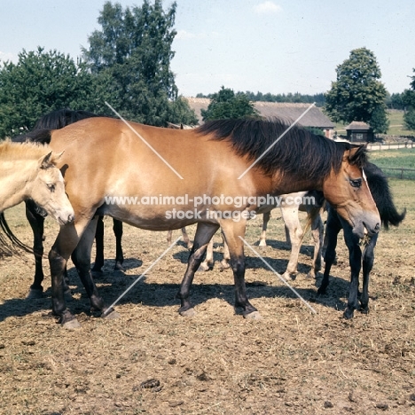 group of Gotland Ponies mares and foals in enclosure in Sweden