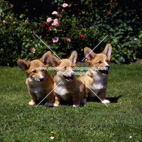 three pembroke corgi puppies sitting in a garden