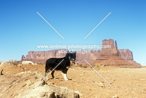border collie watching over sheep in monument valley, usa